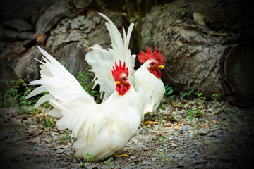 The white bantam has a red crested, living under the tree.
