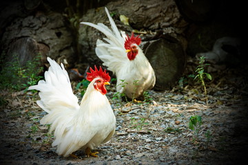 The white bantam has a red crested, living under the tree.