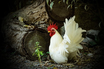 The white bantam has a red crested, living under the tree.