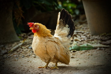 Bantam chickens have a red crest, they are living.