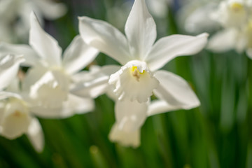 White daffodils in the spring sun