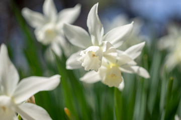 White daffodils in the spring sun