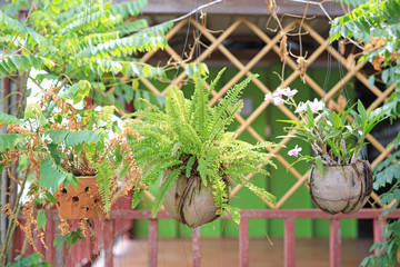 Fototapeta na wymiar Flower hanging plant in pot decoration at home garden.