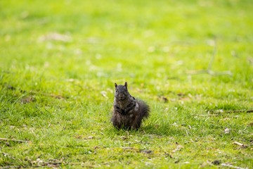 Naklejka na ściany i meble small brown squirrel standing on green grass field looking at y ou