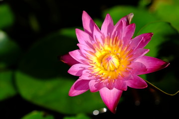 Purple lotus bloom with yellow pollen