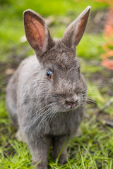 Naklejka na ściany i meble close up portrait of cute and curious grey rabbit walking towards you on green grasses in the park staring at you.