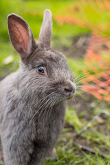close up portrait of cute and curious  grey rabbit resting on green grasses in the park staring at you.