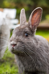 close up portrait of cute and curious  grey rabbit resting on green grasses in the park staring at you.