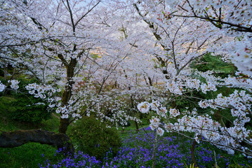 Fototapeta na wymiar 金刀比羅宮の桜　(香川県琴平町)