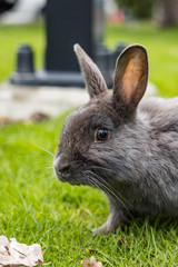 close up portrait of cute and curious  grey rabbit resting on green grasses in the park staring at you.