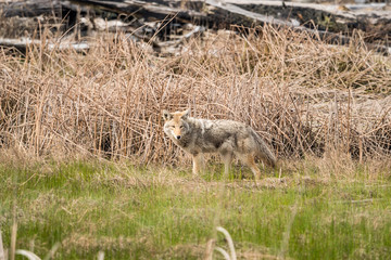 one coyote searching for its prey on grass field in the open looking at your way