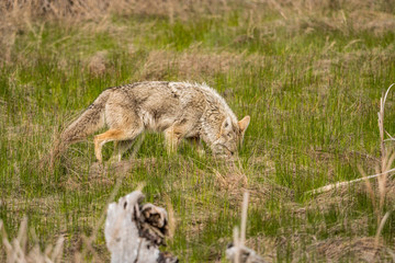 Naklejka na ściany i meble one coyote searching for its prey on grass field in the open 