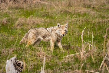 one coyote searching for its prey on grass field in the open looking at your way