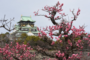 Fototapeta premium 梅とお城