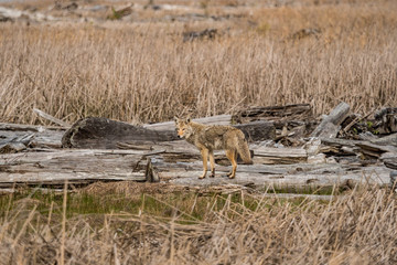 one coyote searching for its prey on drift wood filled grass field in the open.