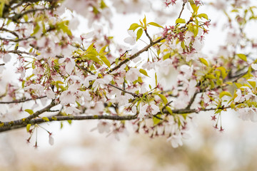 beautiful pink cherry blossom on dense branches in the park