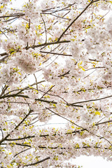 beautiful pink cherry blossom on dense branches in the park