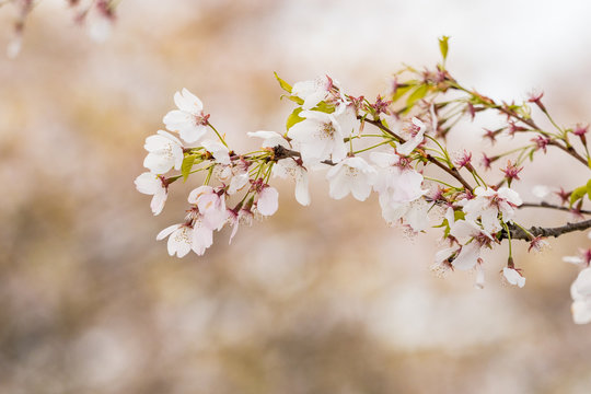 beautiful pink cherry flower blossom on the branch with blurry pink background