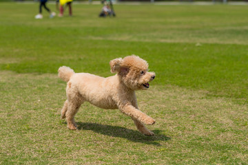 Dog poodle run in the park