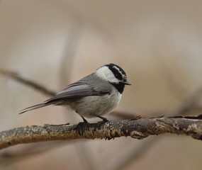 Mountain Chickadee, Poecile gambeli