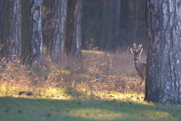 Roe deer - goat (Capreolus capreolus)