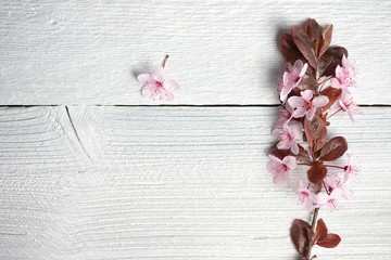 Sakura branches with flowers on white wooden background