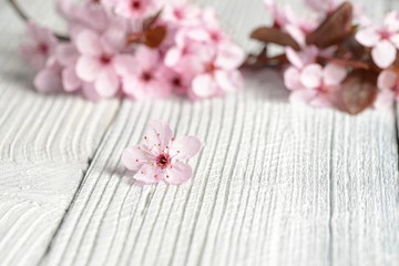 Sakura branches with flowers on white wooden background