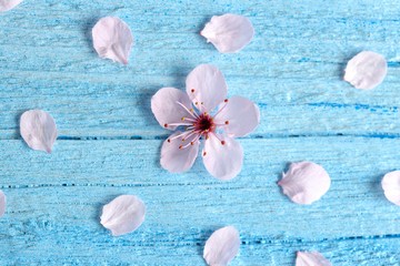 Fototapeta na wymiar Pink sakura flower blossom on blue rustic wooden table. Cherry blossom flowers on vintage background with place for text.