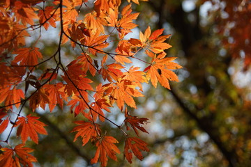 太陽に照らされた紅葉