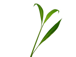 Green leaves isolated on white background. Tree or plant on white background.