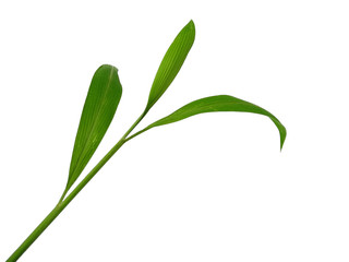 Fototapeta na wymiar Green leaves isolated on white background. Tree or plant on white background.