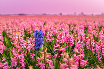 Fototapeta premium Pink hyacinth field with one blue hyacinth