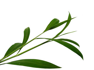 Green leaves isolated on white background. Tree or plant on white background.