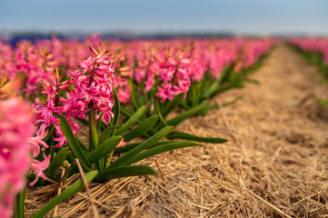 Purple hyacinths with green leaves growing on field