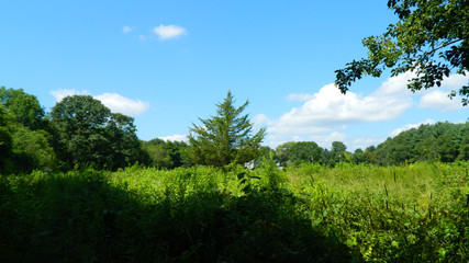 Fototapeta premium a secret path that leads you out to a beautiful area that opens up to the big blue sky with alot of green trees