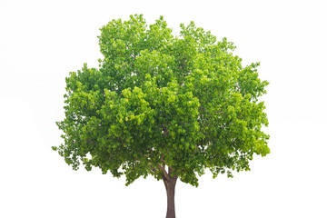 Bodhi tree isolated on white background, isolated large tree for decorate you work.