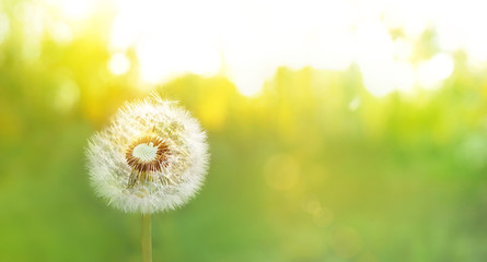 white fluffy dandelion on green sunny background with abstract shallow focus. springtime or summer nature banner. copy space, soft selective focus.