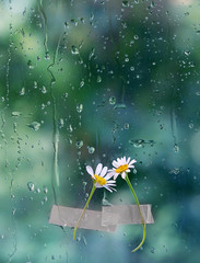 beautiful inspirational melancholic image. chamomile flowers and rainy window. bad rainy weather and two daisies. rain outside window on rainy summer day.  texture of raindrops, wet glass.