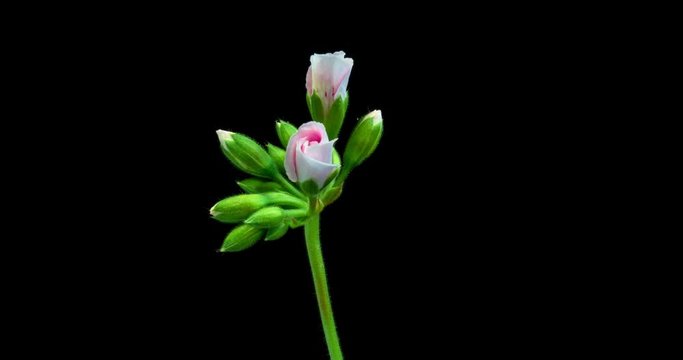 Time-lapse of opening pink geranium (Pelargonia) flower isolated on black background