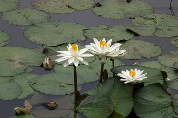 Chiang Mai Thailand, white blooms of water lily in old town moat