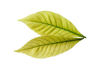 Leaf with white background. Kacapiring / Gardenia augusta also known as cape jasmine leaves isolated on white background.