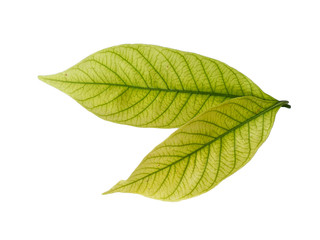 Leaf with white background. Kacapiring / Gardenia augusta also known as cape jasmine leaves...
