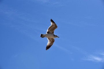 Unique photo of a seagull