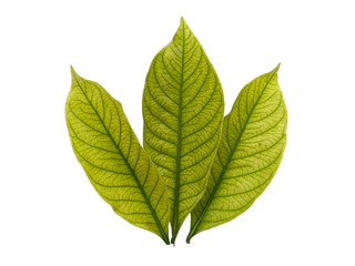 Leaf with white background. Kacapiring / Gardenia augusta also known as cape jasmine leaves...