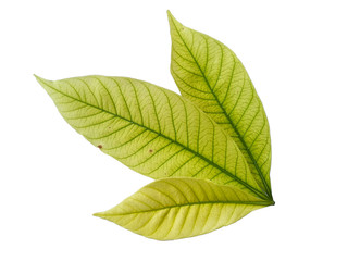 Leaf with white background. Kacapiring / Gardenia augusta also known as cape jasmine leaves isolated on white background.