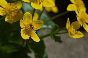 yellow flower