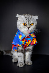 Scottish fold cat are wear floral shirt.