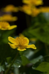 yellow flower in the garden