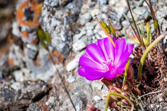 Bitterroot Images Browse 232 Stock Photos Vectors And Video Adobe Stock
