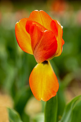Fototapeta premium beautiful yellow apricot red colored tulip blurred background